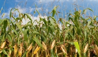 Támogatást akar az agrárbiztosításhoz? 3 hete maradt! Támogatást akar az agrárbiztosításhoz? 3 hete maradt!