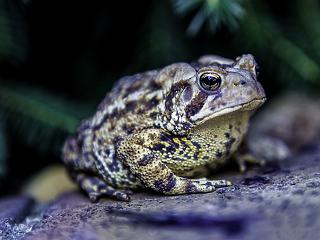 Természetvédő Soros-szervezeteket is támogat a kormány