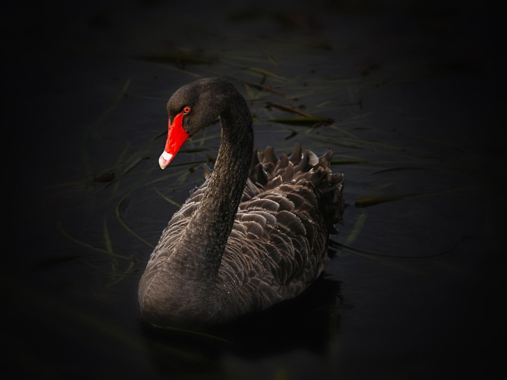 Ilyen nincs és mégis van: lecsapott a fekete hattyú, fekete pénteken – összeomlást hozott