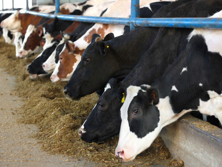Durvul az agrárválság: már a túlélés a tét a gabona- és a tejtermelésben
