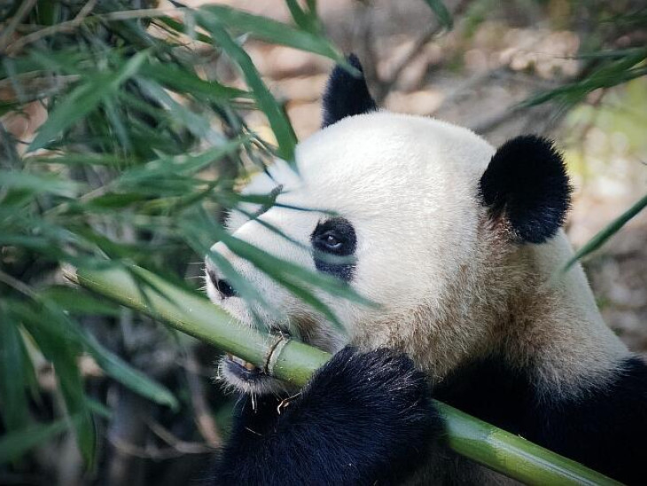 Ez is politika: az utolsó kínai pandákat visszaviszik Japánból