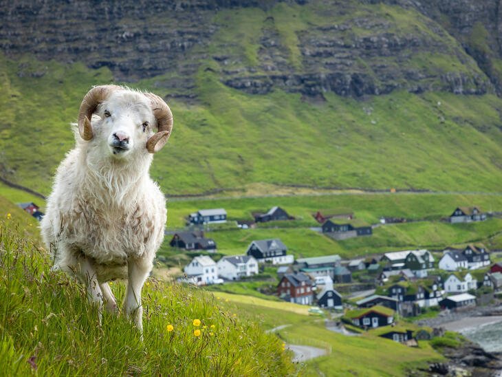 Ír kocsmák, feröeri birkák és perui keselyűk –  Világjáró top 10 2025 