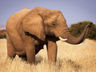 Hét elefántot ütött el egy indiai gyorsvonat