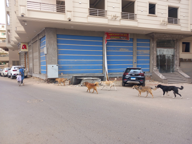 Öttagú kóbor kutyafalka követ egy nőt és gyerekét Hurghada utcáin