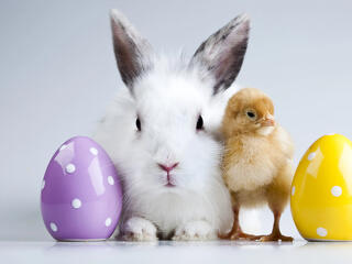 Forinterősödést hozott a húsvéti nyuszi