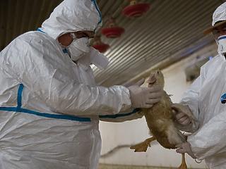 Összeütközött két járvány, közel 6 százalékkal csökkent tavaly a húsiparunk teljesítménye