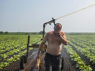 Klímaváltozás: így égette el a magyar zöldségtermést az idei nyár