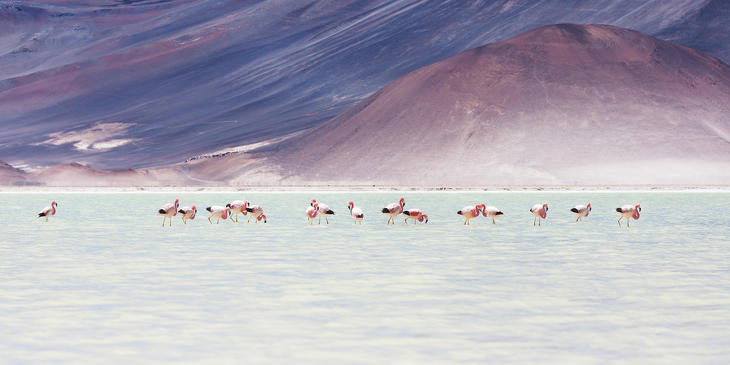 Flamingók az Atacama sivatagban. Megváltozik az életterük. - fotó: depositphotos