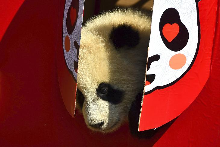 A délnyugat-kínai Volungban fekvő panda kutatási központban 2020-ban világra jött pandabocsok egyike a sajtóbemutatón 2021. február 3-án. Illusztráció. (Fotó: MTI/AP/CHINATOPIX)