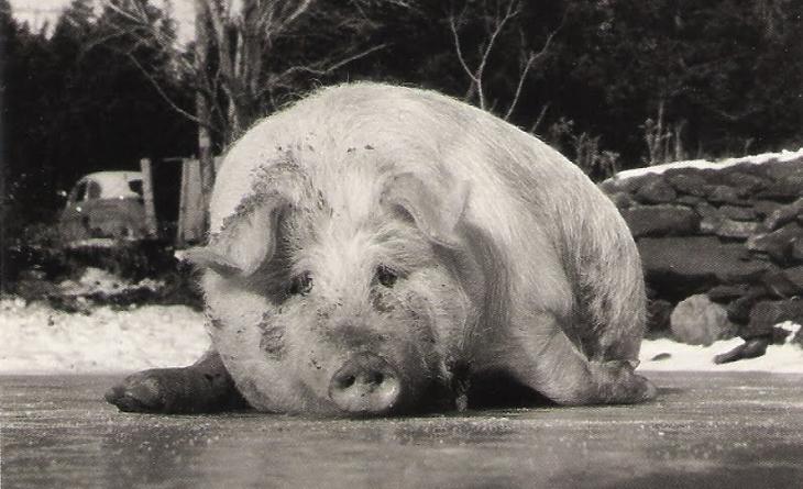 Magyarország felé tart a halálos vírus