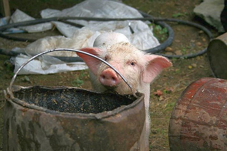 Támad a sertéspestis – mire számíthatnak a gazdák?