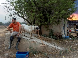 Gazdálkodók próbálják menteni állataikat az erdőtüzek elől a Sesklo nevű faluban Görögországban 2023. július 26-án. Fotó: EPA/IKONOMOU VASSILIS 