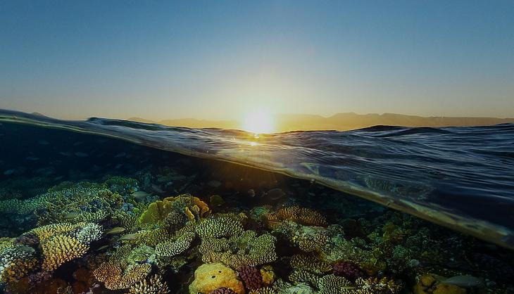 Korallzátony a Vörös-tengerben (Fotó: Saudi Green Initiative) 
