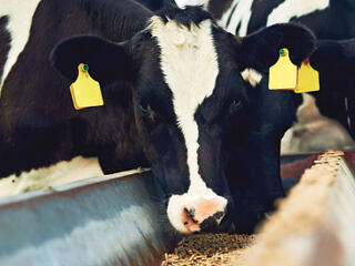 Folytathatja a nemzetközi terjeszkedést az UBM