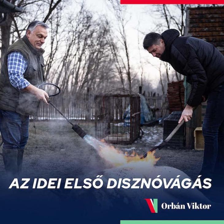 A nap képe: Orbán Viktor disznót vág