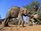 Százával pusztulnak az afrikai elefántok a szárazság miatt, de ennél sokkal súlyosabb problémák is vannak a térségben