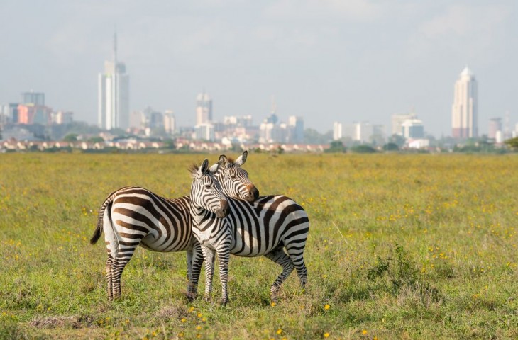 A nagyvárosi zebra mást jelent Nairobiban. Fotó: Depositphotos