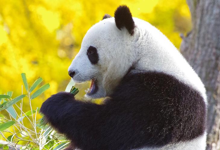 Varga Mihály bejelentette: megint pandakötvényt bocsátott ki Magyarország