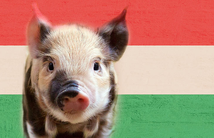 Thaiföldre küldenénk magyar sertéshúst