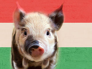 Thaiföldre küldenénk magyar sertéshúst