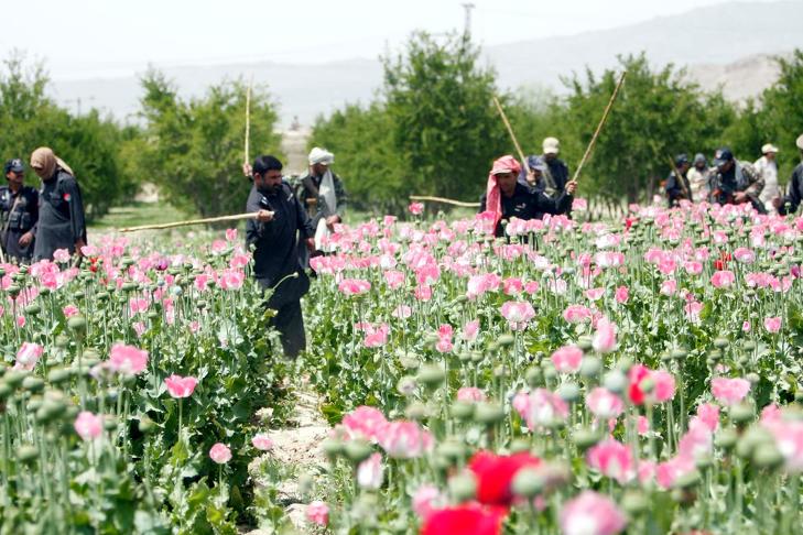 Biztonsági erők ópium előállítására szolgáló mákültetvényt pusztítanak el az észak-afganisztáni Chamanban 2013 áprilisában. Fotó: Depositphotos