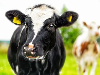 Megvan a megoldás, hogy a tehenek ne pusztítsák tovább a világot?