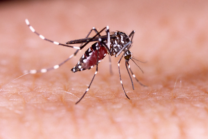 Dengue-, Zika- és Chikungunya-lázat okozó szúnyog 