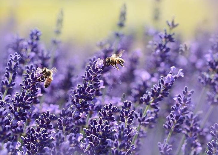 Elpusztultak a méhek – betiltották a gyógyhatású készítményt