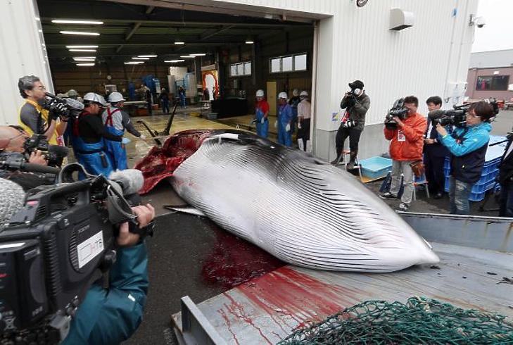 54 ezer forintért vitték a bálnahús kilóját Japánban