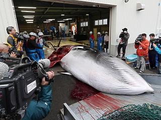 54 ezer forintért vitték a bálnahús kilóját Japánban