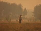 Sosem látott károkat okoznak a kanadai erdőtüzek az egészégben is