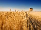 Egy ukrán háború a világ gabonapiacát is megrázná