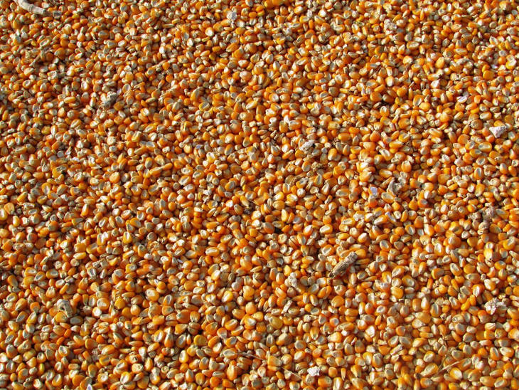 12 tonna kukorica ért célba. Fotó: Pixabay