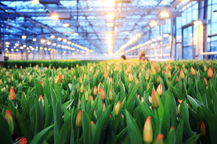 Nem jön tulipán Amszterdamból? Gázválság sújtja a holland üvegházakat, helyzetbe kerülhet a magyar zöldségtermesztés