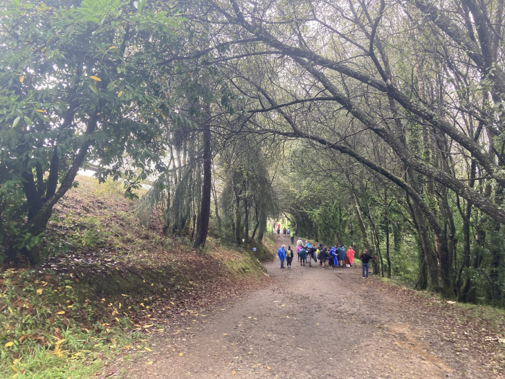 Tömeges erdei meditáció