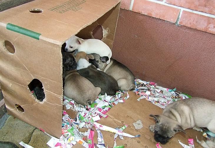 Kiskutyákat zsúfolt a csomagtartóba – lecsapott a rendőrség