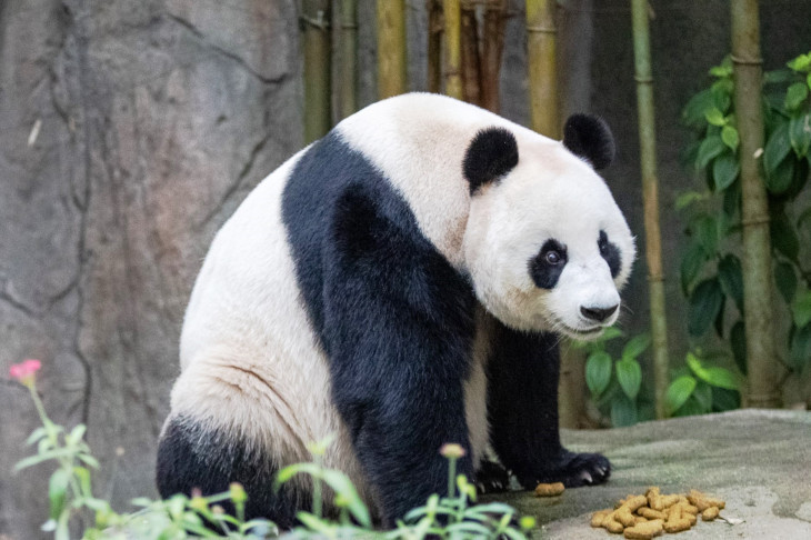 Pandaturistáknak is ajánlott Szingapúr 