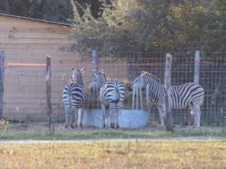 Egzotikus álattartó diktátorok listájára került fel a hatvanpusztai birtok