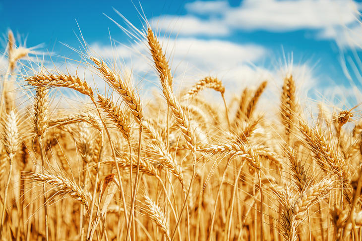 Egyelőre kivárnak a románok az ukrán gabonaembargó ügyében