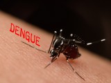 Dengue