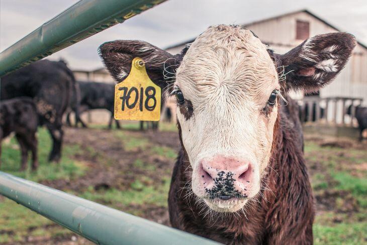 A magyar agrárcsoport holland leánycéget vesz meg Romániában