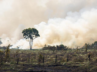 9205 négyzetkilométernyi esőerdőt irtottak ki egy év alatt Brazíliában