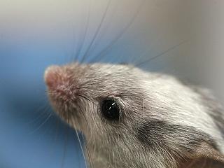 Elképesztő állapotok: egerek is rohangáltak a vágóhídon 