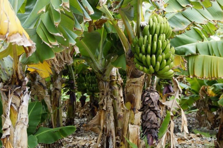 Gonosz baktérium támadja az afrikai banánokat. Forrás: Pixabay