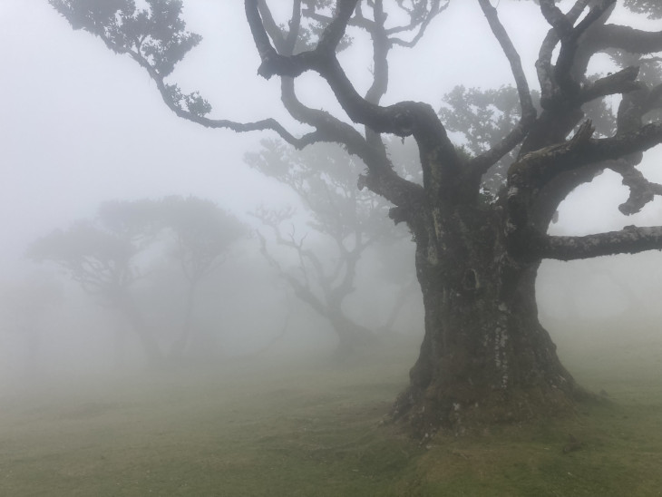 A fanali babérerdő a világ egyik legmisztikusabb helye