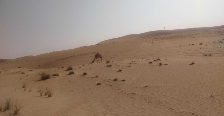 A sivatagban tevét is találunk. Fotó: Privátbankár/Kollár Dóra