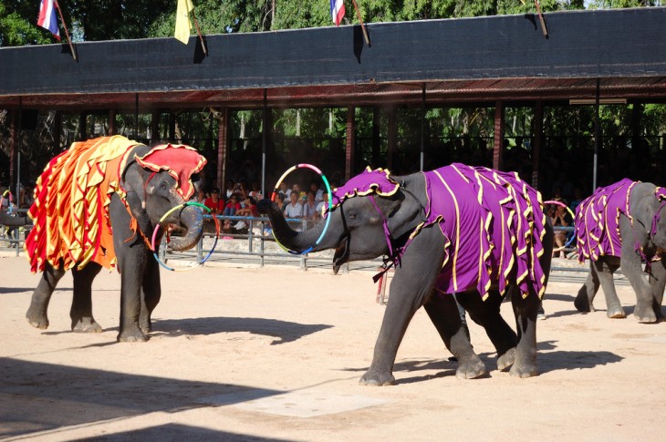 A híres elefántshow a thaiföldi Nong Nooch Parkban