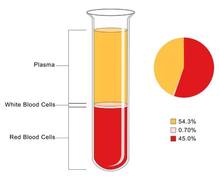 A vér összetétele. Grafika: Depositphotos