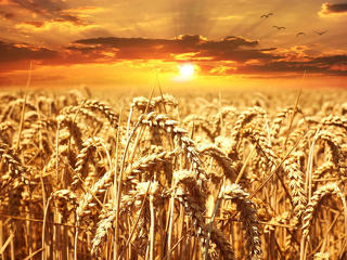 Nagypénteki nagy hír: az ukránok leállítják a lengyelországi gabonaexportot