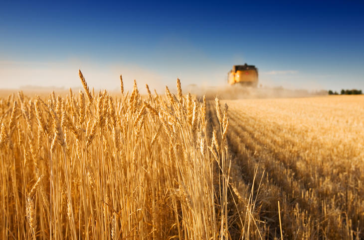 Pótolják a világ mezőgazdasági piacán Ukrajna hatalmas gabonatermeléséből eredő veszteségeket. Fotó: depositphotos